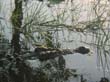 crocodile d eau douce - fresh water crocodile (4)